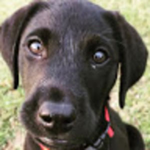 Meet your Posher, Penny